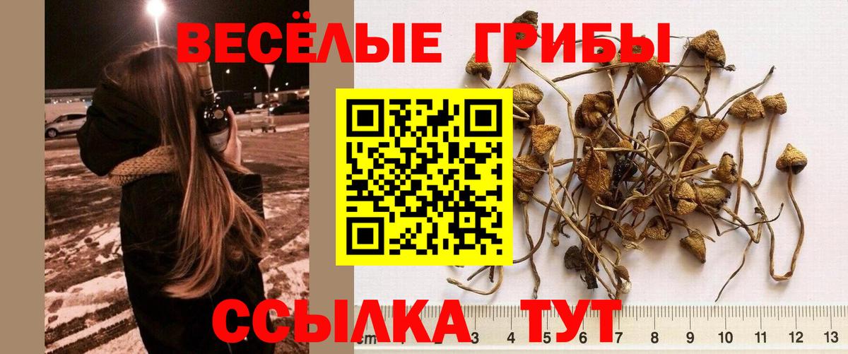 Псилоцибиновые грибы Psilocybe Семёнов